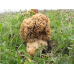 Мицелий Сморчка толстоногого (Morchella crassipes)